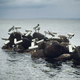 Image for article titled An Artful Reminder That Surveillance Is Becoming Second Nature